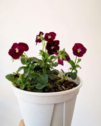 Hibiscus Plant