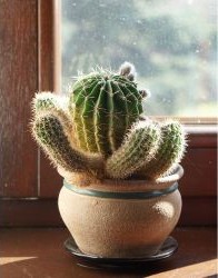 Catcus Plant