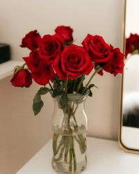 Rose Plant