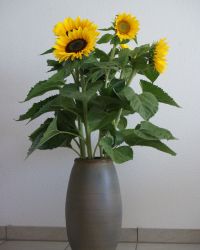 SunFlower Plant