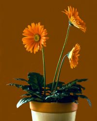 Gerbera Daisy Plant